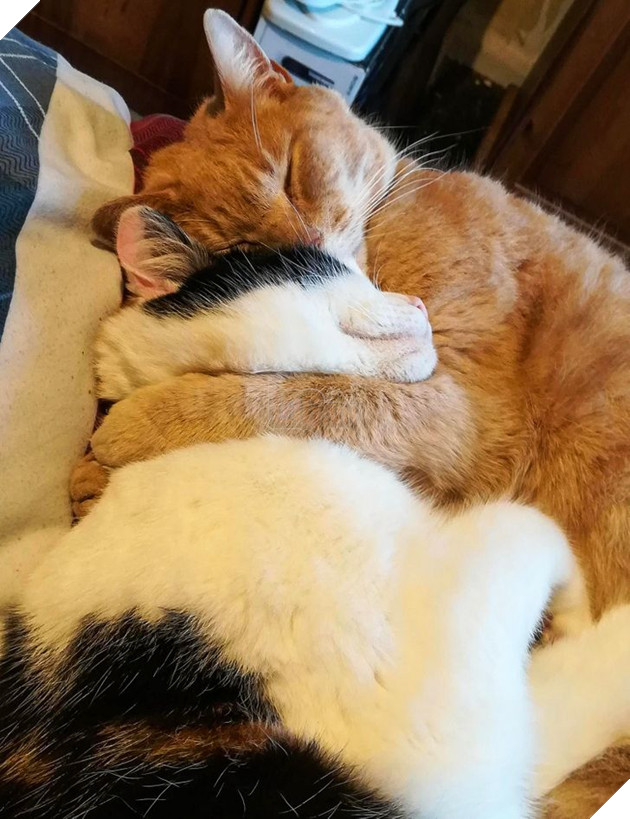 20 bức ảnh cho thấy, nuôi mèo theo cặp theo bầy khiến cho sự dễ thương nhân lên gấp nhiều lần 5