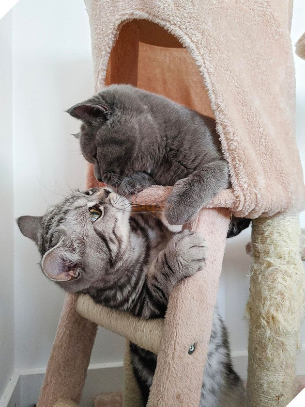 20 bức ảnh cho thấy, nuôi mèo theo cặp theo bầy khiến cho sự dễ thương nhân lên gấp nhiều lần 19