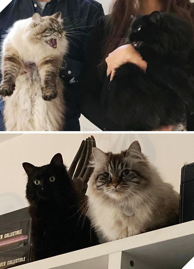 20 bức ảnh cho thấy, nuôi mèo theo cặp theo bầy khiến cho sự dễ thương nhân lên gấp nhiều lần 4