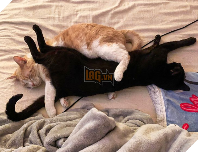 20 bức ảnh cho thấy, nuôi mèo theo cặp theo bầy khiến cho sự dễ thương nhân lên gấp nhiều lần 16