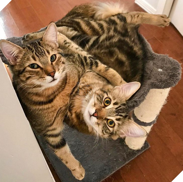 20 bức ảnh cho thấy, nuôi mèo theo cặp theo bầy khiến cho sự dễ thương nhân lên gấp nhiều lần 11