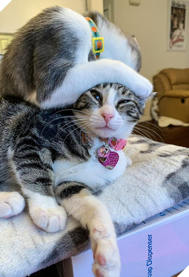 20 bức ảnh cho thấy, nuôi mèo theo cặp theo bầy khiến cho sự dễ thương nhân lên gấp nhiều lần 14