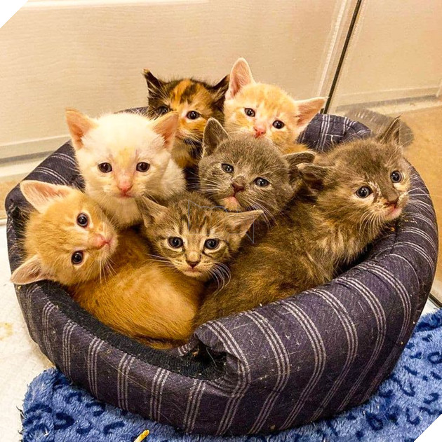 20 bức ảnh cho thấy, nuôi mèo theo cặp theo bầy khiến cho sự dễ thương nhân lên gấp nhiều lần 17