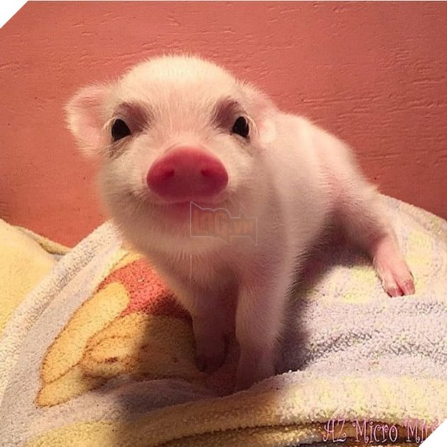 20 hình ảnh động vật khi còn là em bé khiến bạn chỉ muốn ôm vào lòng 2