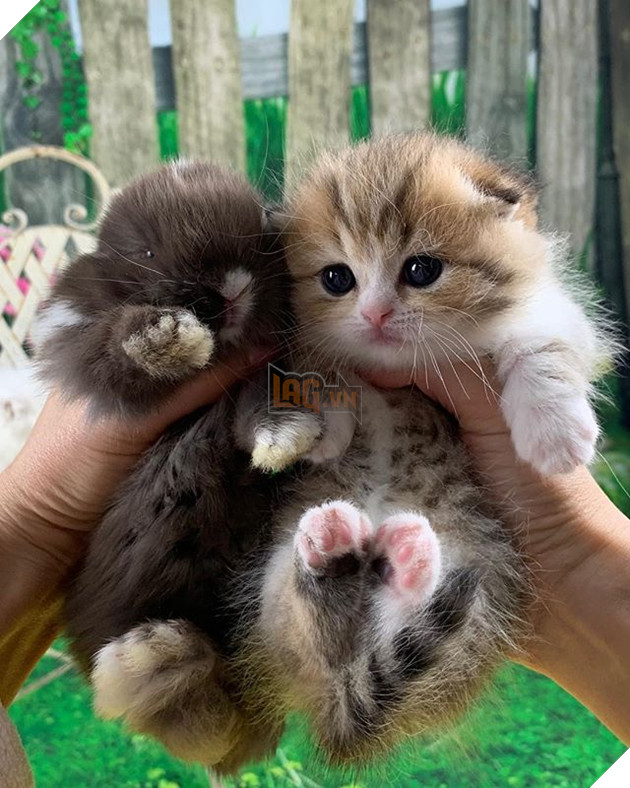 20 hình ảnh động vật khi còn là em bé khiến bạn chỉ muốn ôm vào lòng 4