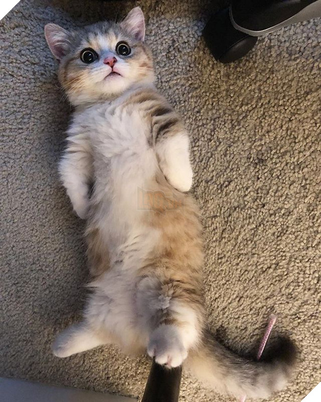 20 hình ảnh động vật khi còn là em bé khiến bạn chỉ muốn ôm vào lòng 5