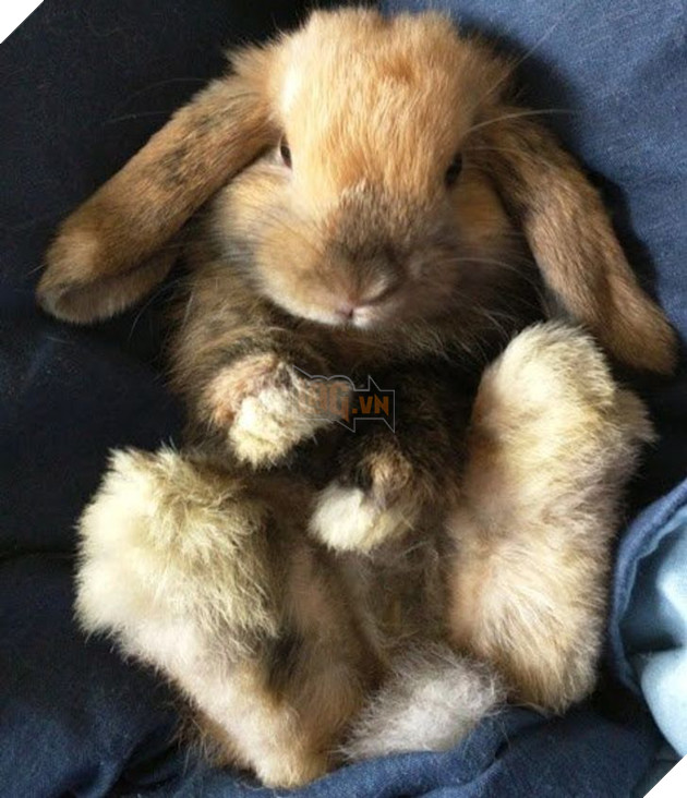 20 hình ảnh động vật khi còn là em bé khiến bạn chỉ muốn ôm vào lòng