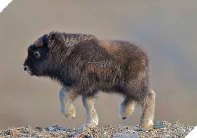 20 hình ảnh động vật khi còn là em bé khiến bạn chỉ muốn ôm vào lòng 10