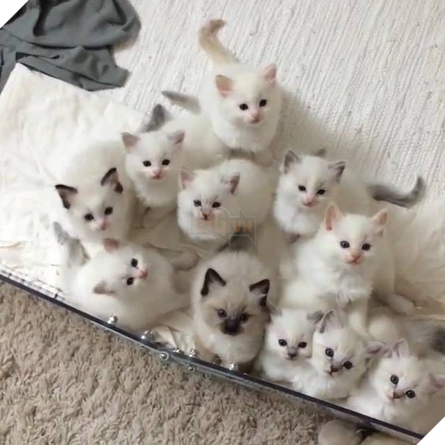 20 hình ảnh động vật khi còn là em bé khiến bạn chỉ muốn ôm vào lòng 17