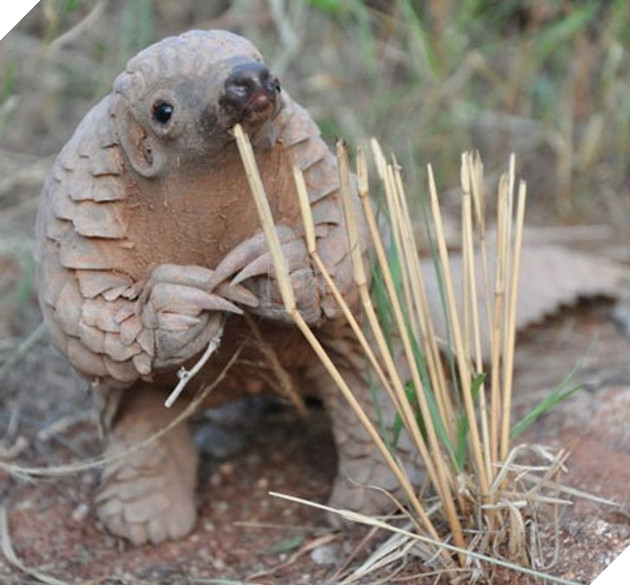 20 hình ảnh động vật khi còn là em bé khiến bạn chỉ muốn ôm vào lòng 12