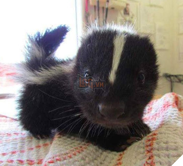 20 hình ảnh động vật khi còn là em bé khiến bạn chỉ muốn ôm vào lòng 13