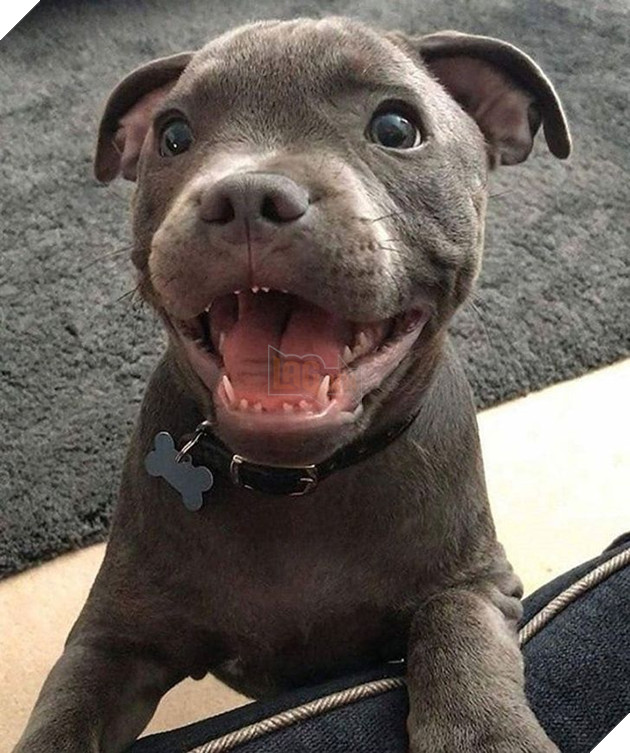 20 hình ảnh động vật khi còn là em bé khiến bạn chỉ muốn ôm vào lòng 14