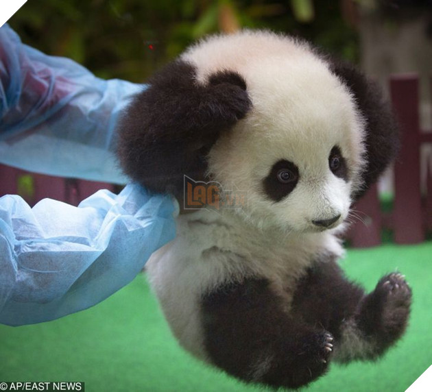 20 hình ảnh động vật khi còn là em bé khiến bạn chỉ muốn ôm vào lòng 15