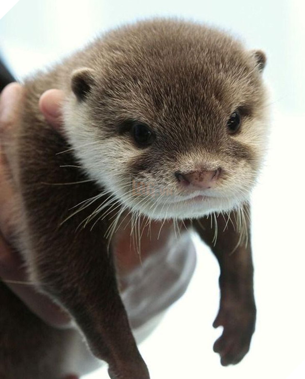 20 hình ảnh động vật khi còn là em bé khiến bạn chỉ muốn ôm vào lòng 16