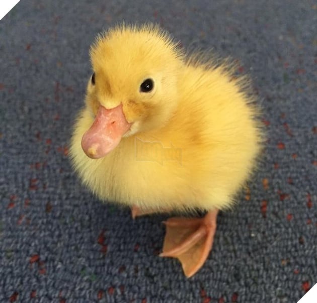 20 hình ảnh động vật khi còn là em bé khiến bạn chỉ muốn ôm vào lòng 18