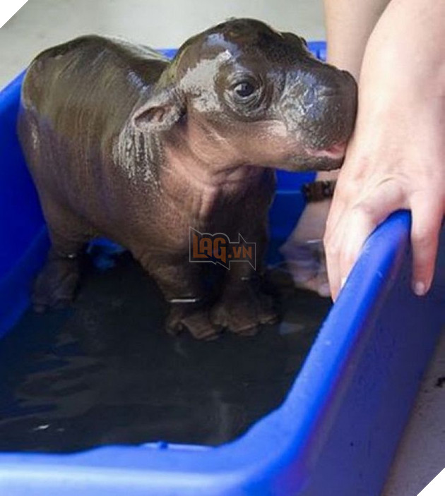 20 hình ảnh động vật khi còn là em bé khiến bạn chỉ muốn ôm vào lòng 19