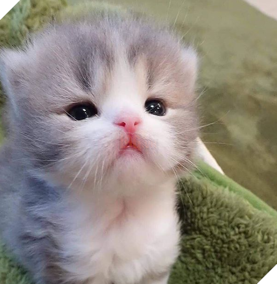 20 hình ảnh động vật khi còn là em bé khiến bạn chỉ muốn ôm vào lòng 9