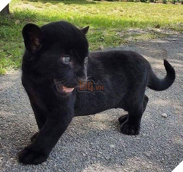 20 hình ảnh động vật khi còn là em bé khiến bạn chỉ muốn ôm vào lòng 20