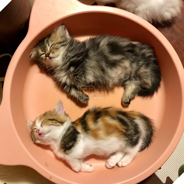 20 hình ảnh động vật khi còn là em bé khiến bạn chỉ muốn ôm vào lòng 11