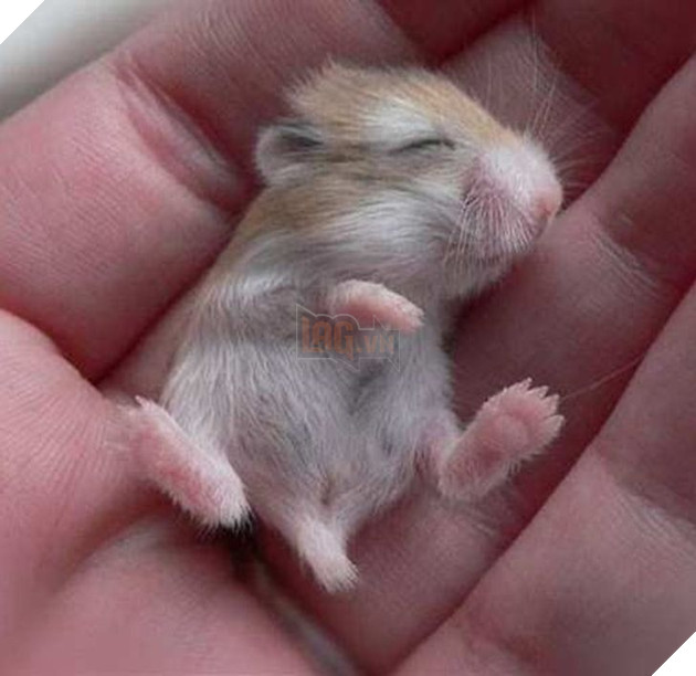 20 hình ảnh động vật khi còn là em bé khiến bạn chỉ muốn ôm vào lòng 6