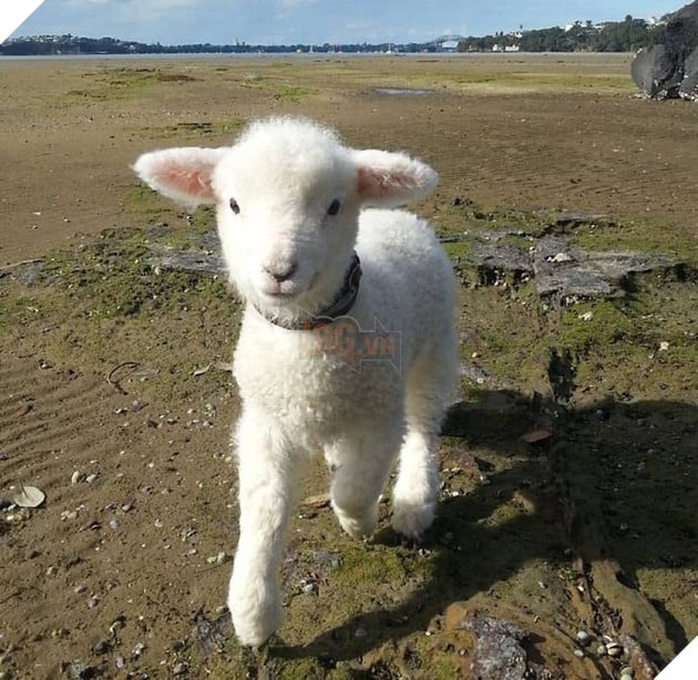 20 hình ảnh động vật khi còn là em bé khiến bạn chỉ muốn ôm vào lòng 7