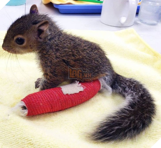 20 hình ảnh động vật khi còn là em bé khiến bạn chỉ muốn ôm vào lòng 8