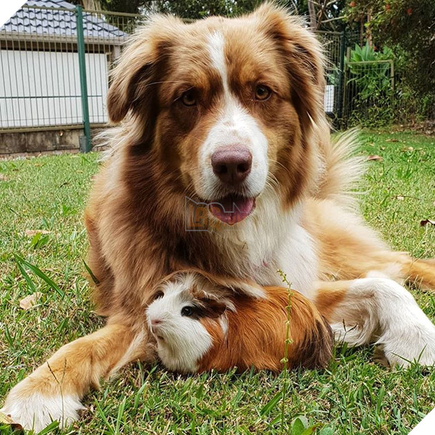 Hình ảnh những cặp song sinh tuy rằng khác giống nhưng chung 1 màu cực dễ thương 