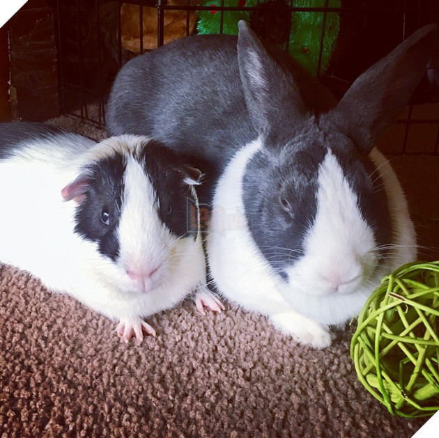 Hình ảnh những cặp song sinh tuy rằng khác giống nhưng chung 1 màu cực dễ thương  6