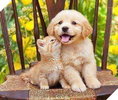 Hình ảnh những cặp song sinh tuy rằng khác giống nhưng chung 1 màu cực dễ thương  7