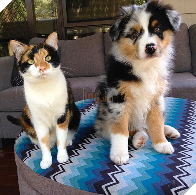 Hình ảnh những cặp song sinh tuy rằng khác giống nhưng chung 1 màu cực dễ thương  8