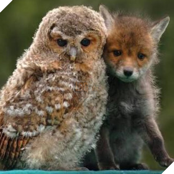 Hình ảnh những cặp song sinh tuy rằng khác giống nhưng chung 1 màu cực dễ thương  15