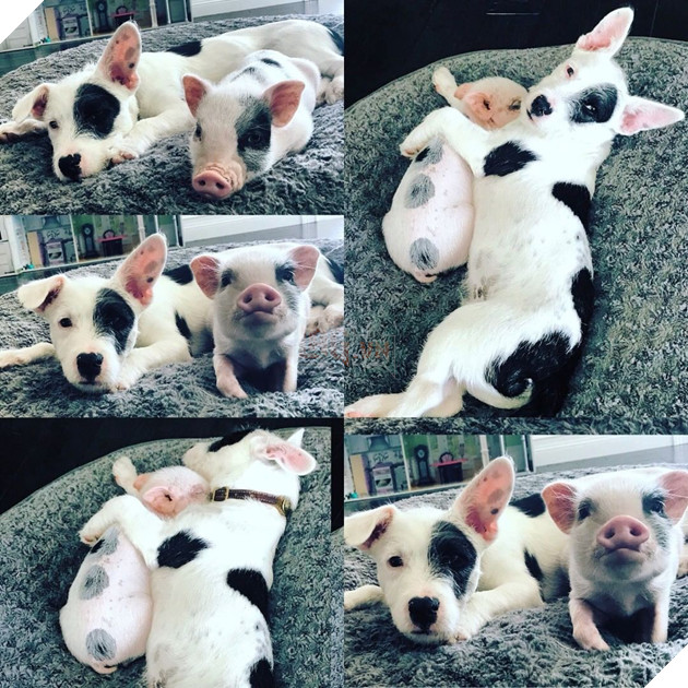 Hình ảnh những cặp song sinh tuy rằng khác giống nhưng chung 1 màu cực dễ thương  18