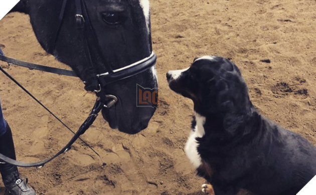 Hình ảnh những cặp song sinh tuy rằng khác giống nhưng chung 1 màu cực dễ thương  10