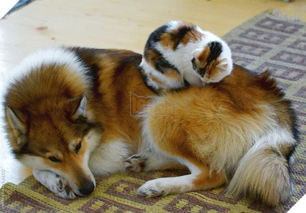 Hình ảnh những cặp song sinh tuy rằng khác giống nhưng chung 1 màu cực dễ thương  11