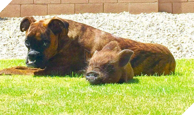 Hình ảnh những cặp song sinh tuy rằng khác giống nhưng chung 1 màu cực dễ thương  12