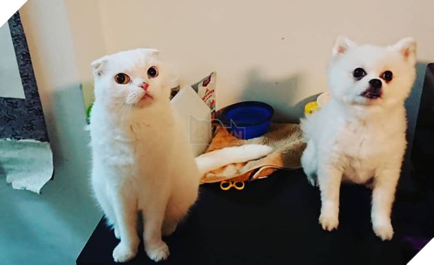 Hình ảnh những cặp song sinh tuy rằng khác giống nhưng chung 1 màu cực dễ thương  13