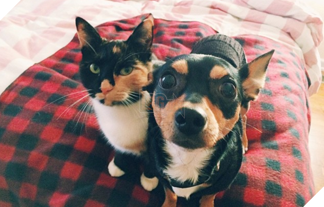 Hình ảnh những cặp song sinh tuy rằng khác giống nhưng chung 1 màu cực dễ thương  14