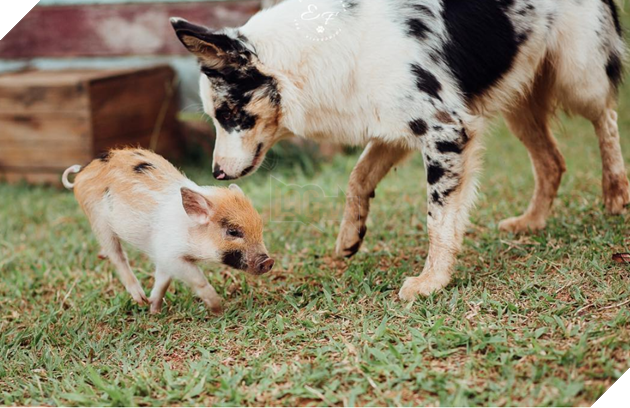 Hình ảnh những cặp song sinh tuy rằng khác giống nhưng chung 1 màu cực dễ thương  16