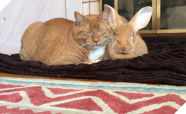 Hình ảnh những cặp song sinh tuy rằng khác giống nhưng chung 1 màu cực dễ thương  17