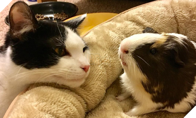 Hình ảnh những cặp song sinh tuy rằng khác giống nhưng chung 1 màu cực dễ thương  2