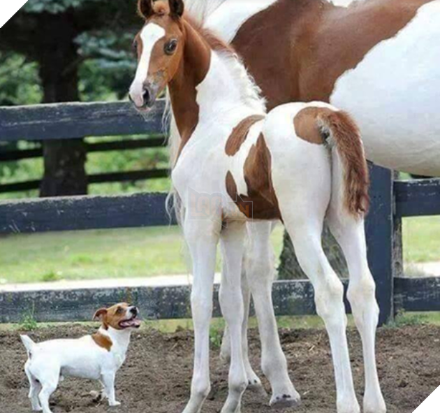 Hình ảnh những cặp song sinh tuy rằng khác giống nhưng chung 1 màu cực dễ thương  3