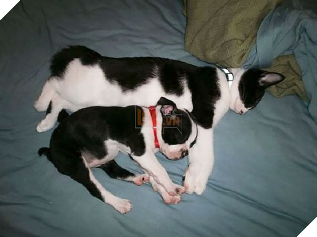 Hình ảnh những cặp song sinh tuy rằng khác giống nhưng chung 1 màu cực dễ thương  4