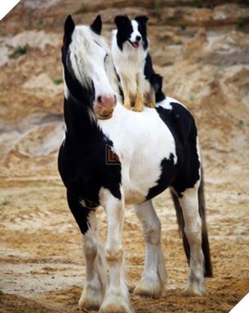 Hình ảnh những cặp song sinh tuy rằng khác giống nhưng chung 1 màu cực dễ thương  9