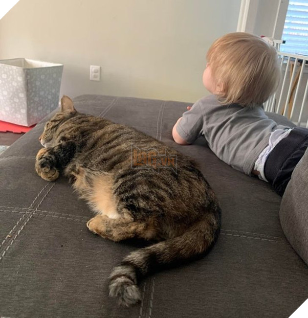 20 Bức hình cho thấy các bé cún và mèo là bạn thân tốt nhất của trẻ nhỏ 17