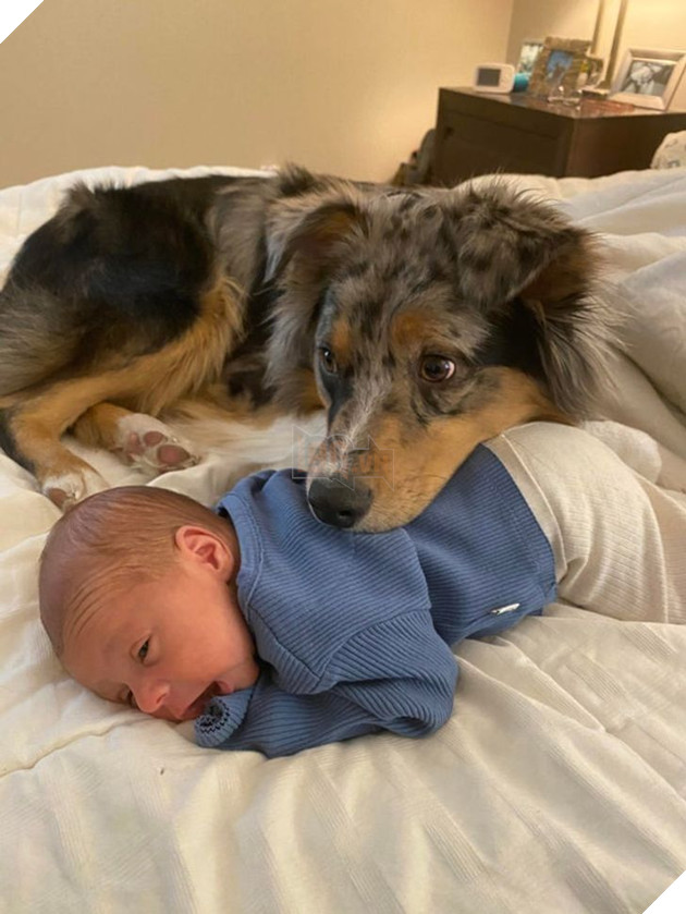 20 Bức hình cho thấy các bé cún và mèo là bạn thân tốt nhất của trẻ nhỏ