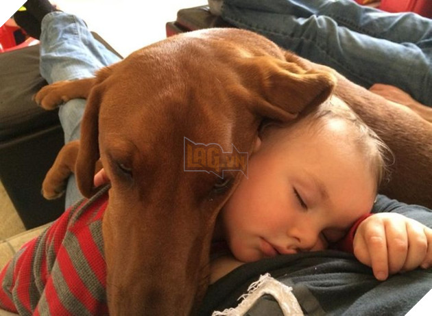 20 Bức hình cho thấy các bé cún và mèo là bạn thân tốt nhất của trẻ nhỏ 8