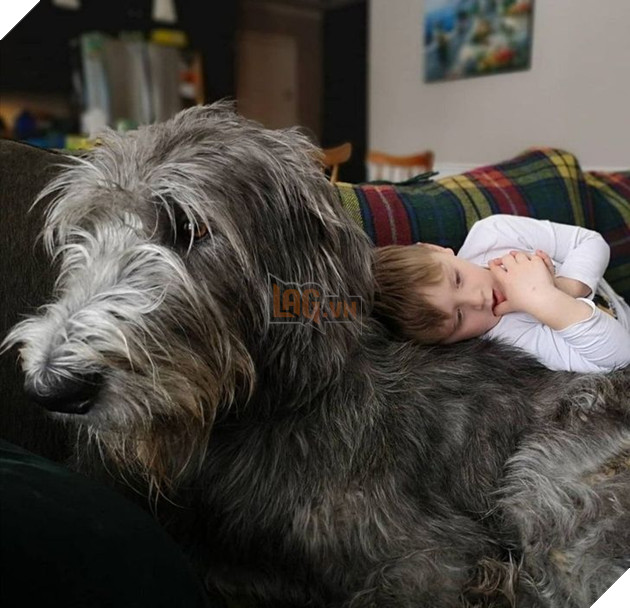 20 Bức hình cho thấy các bé cún và mèo là bạn thân tốt nhất của trẻ nhỏ 20