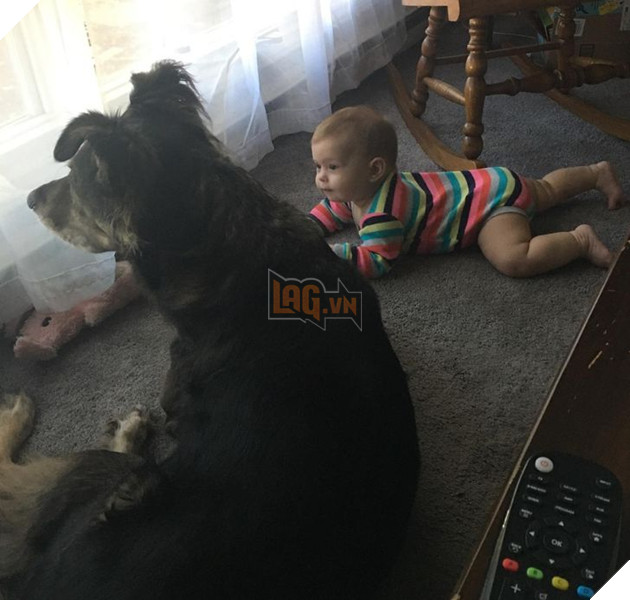 20 Bức hình cho thấy các bé cún và mèo là bạn thân tốt nhất của trẻ nhỏ 12