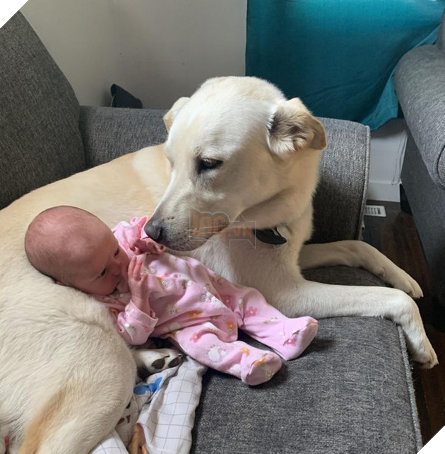 20 Bức hình cho thấy các bé cún và mèo là bạn thân tốt nhất của trẻ nhỏ 4