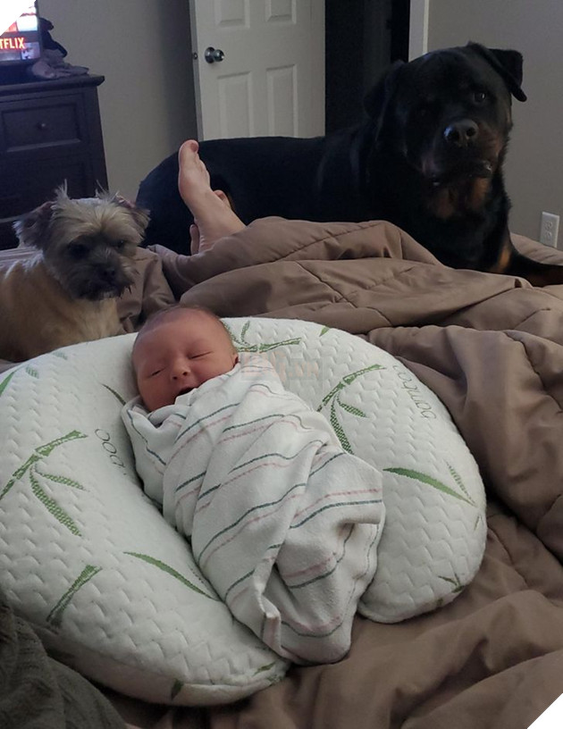 20 Bức hình cho thấy các bé cún và mèo là bạn thân tốt nhất của trẻ nhỏ 15